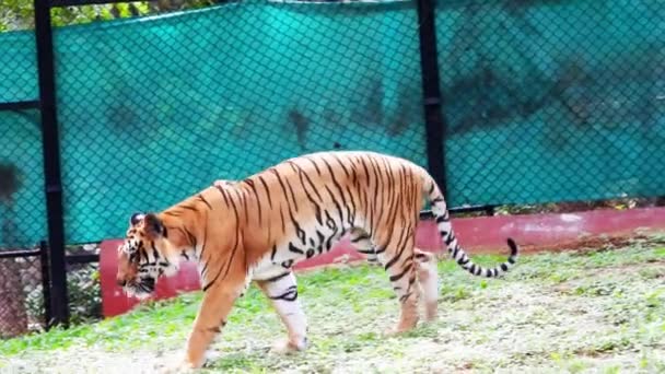 Tigre Caminando Parque — Vídeo de stock