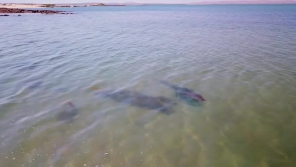 Drone Circling Large Saltwater Crocodile Shallow Crystal Clear Water Beach — Vídeos de Stock