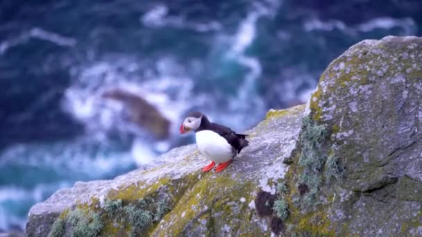 Puffin Relaxed Washing His Feathers Northern Hemisphere Deep Blue Sea — 图库视频影像