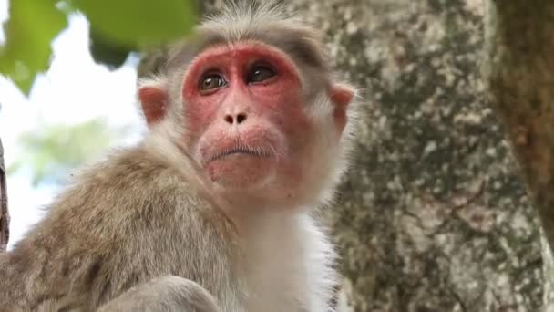 Single Monkey Watching Tree — Vídeo de Stock