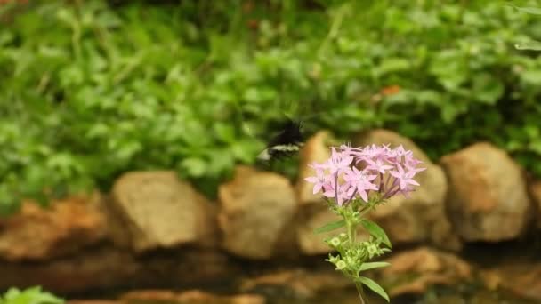 Çiçekteki Siyah Kelebek — Stok video