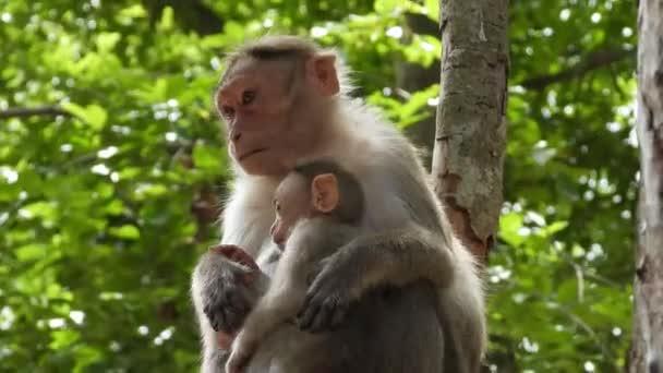 Monkey Holding Its Baby Tree — Stockvideo