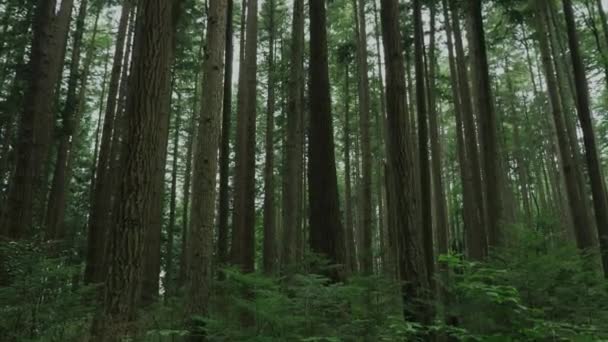 Vancouver British Columbia Forest Pacific Spirit Region — Stock video