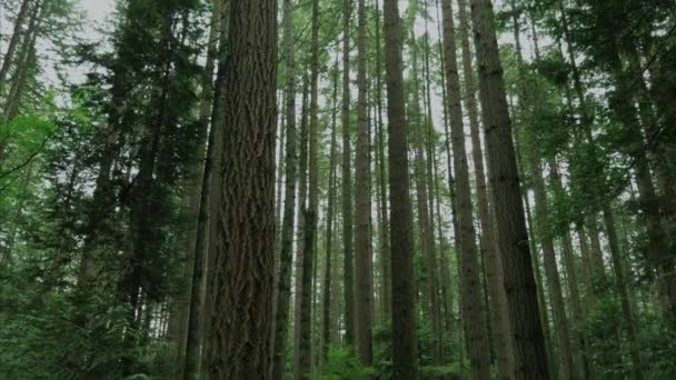 Vancouver British Columbia Forest Pacific Spirit Region — Video Stock