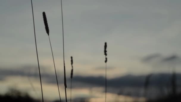 Grass Blowing Breeze Sunset — Stockvideo