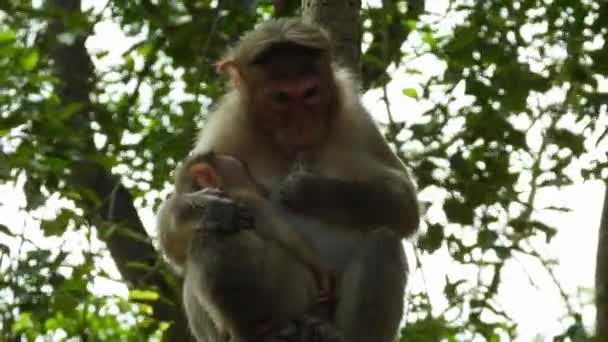 Mother Monkey Pumping Milk Breastfeeding Its Baby — 图库视频影像