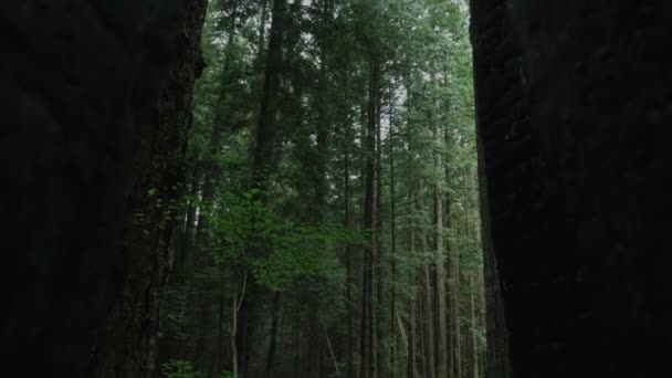 Vancouver British Columbia Forest Pacific Spirit Region — Stockvideo