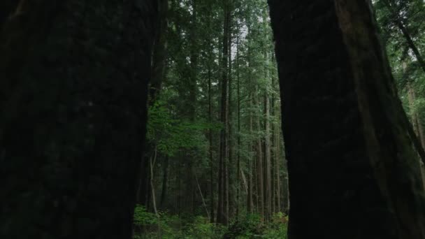 Vancouver British Columbia Forest Pacific Spirit Region — Stockvideo