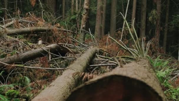 Vancouver Brit Columbia Erdő Csendes Óceáni Szellemvidék — Stock videók