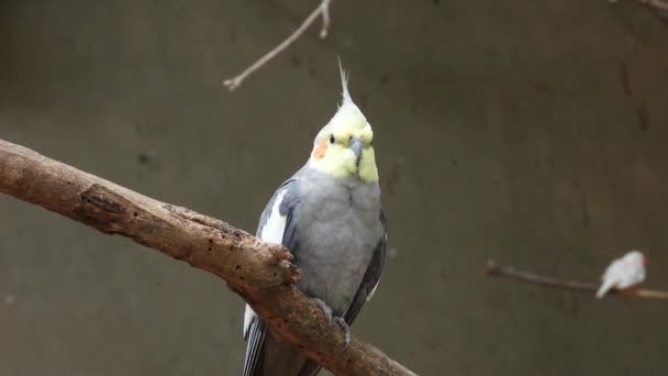 Grey Color Cockateil Parrot Sitting Branch — 비디오