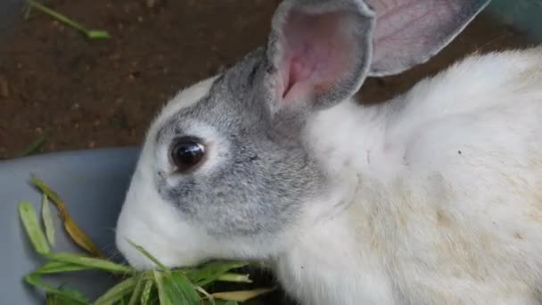 Coniglio Bianco Che Mangia Erba Nel Parco — Video Stock