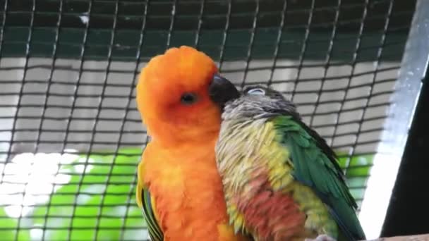 Kolorowe Papugi Zakochują Się Parku — Wideo stockowe