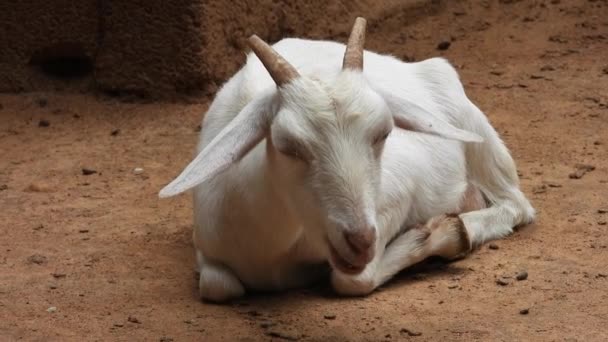 White Goat Sitting Ground — Video Stock