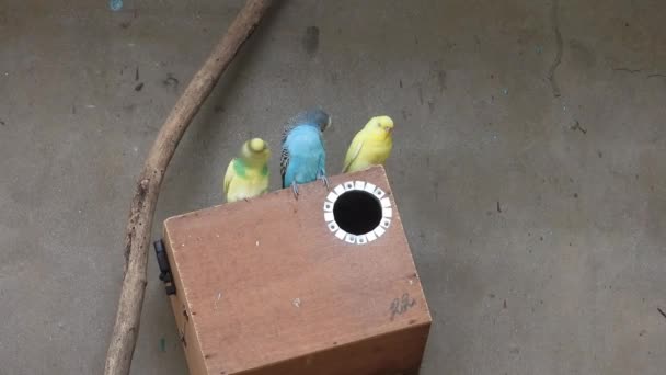 Colorful Parrots Cage Park — Stock video