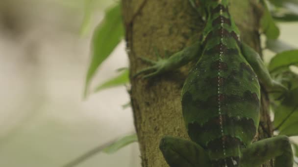 Green Iguana Breathing Details Tree Amazonian Rainforest Brazil — Stok video