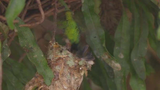 Hummingbird Mom Dad Feeding Its Young Chick Nest Slowmotion Leaves — Stock video