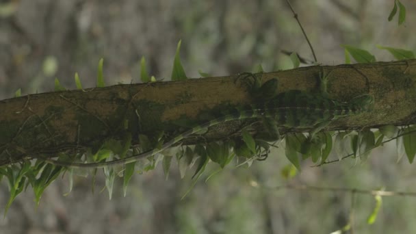 Green Iguana Tree Trunk Amazonian Rainforest Brazil — ストック動画