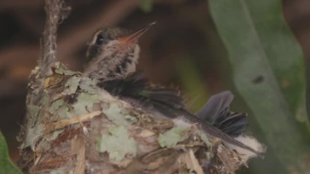 Hummingbird Chick Its Nest Cleaning Its Own Feathers Practicing Flight — Video
