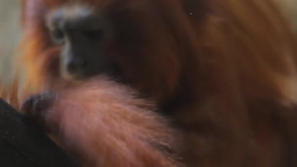 Golden Leão Tamarin Closeup Enquanto Procura Insetos Parasitas Como Pulgas — Vídeo de Stock
