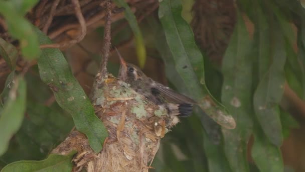 Hungry Hummingbird Chick Waits Nest Its Mom She Arrives Opens — Vídeos de Stock