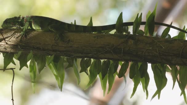 Green Iguana Ants Passing While Rests Tree Trunk Amazonian Rainforest — Stock video