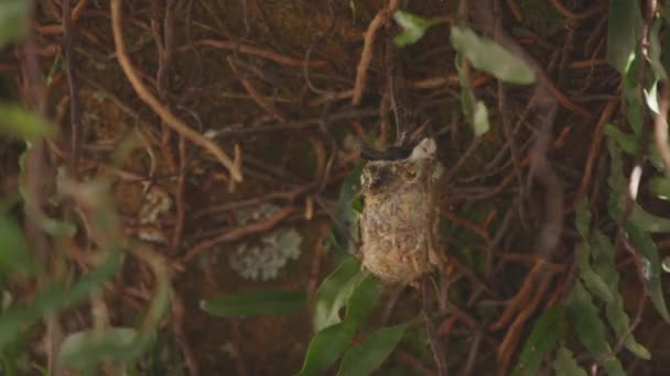 Hummingbird Chick Nest Moving Wind While Waits Its Mom Bring — Vídeo de stock