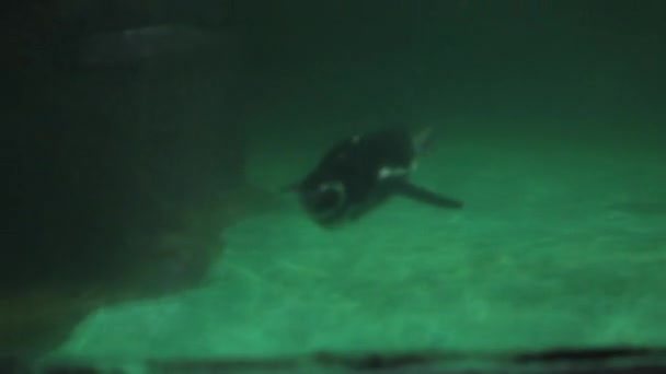 Penguin Huge Aquarium Clean Water Swimming Resting Surface Showing Its — Vídeos de Stock