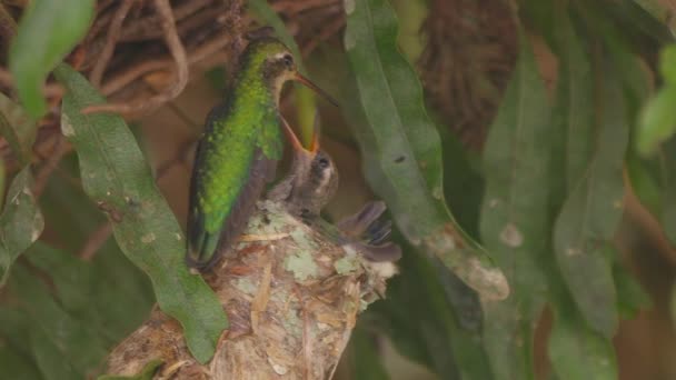 Young Hummingbird Chick Looks Its Mom Dad Mouth Open Waiting — Stockvideo