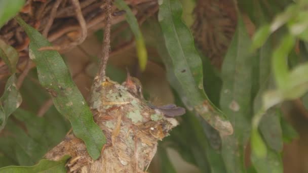 Hummingbird Chick Its Nest Cleaning Scratching Its Feather Beak Waiting — Stock Video