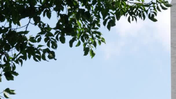 Нахиляйтесь Пам Ятника Вашингтона Через Дерева Розташовані Вашингтоні Сша — стокове відео