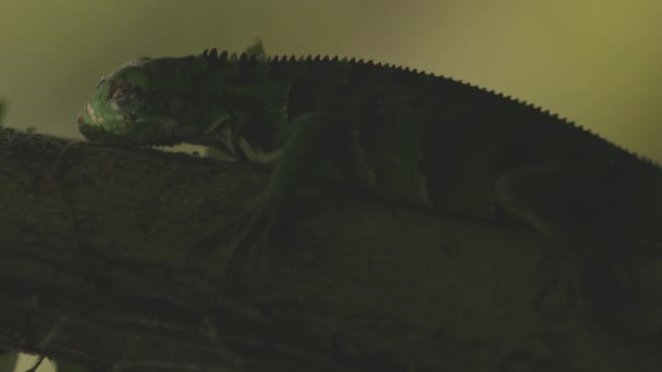 Iguane Vert Avec Lumière Soleil Sur Visage Tandis Que Les — Video