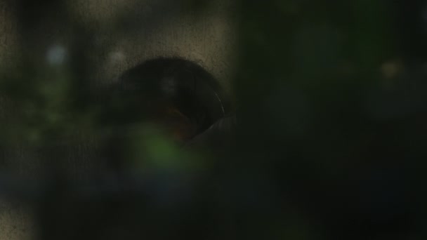 Tamarin Leão Dourado Entrando Buraco Escondido Parede Atrás Árvores — Vídeo de Stock