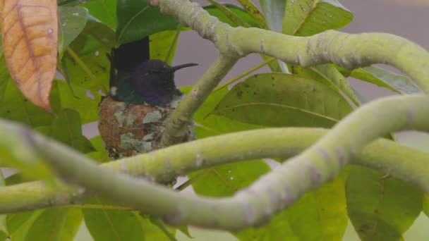 Hummingbird Mom Its Nest Incubating Eggs Parental Care Love Behavior — ストック動画