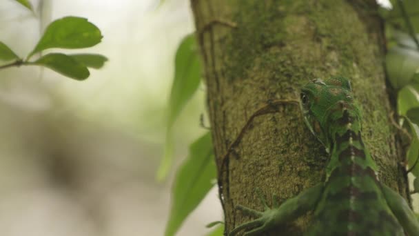 Green Iguana Tree Amazonian Forest Brazil Leafs Microgramma Pteridophyta Trunk — Stock video