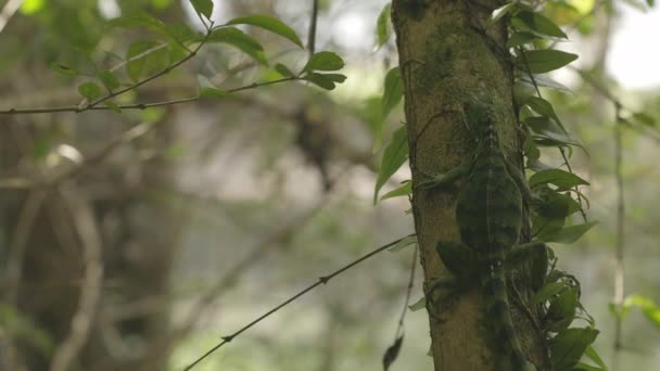 Green Iguana Tree Trunk Amazonian Rainforest Brazil — Stock video