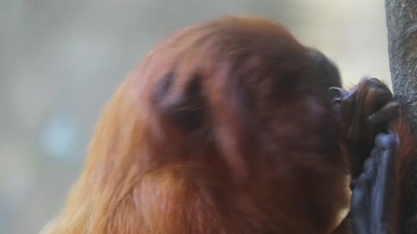 Golden Leão Tamarin Closeup Seu Rosto Enquanto Morde Unhas Dos — Vídeo de Stock