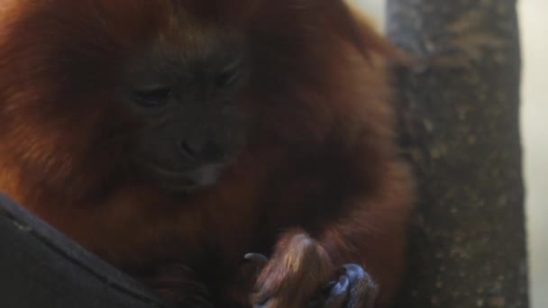 Tamarin Leão Dourado Galho Árvore Mordendo Limpando Sua Unha Close — Vídeo de Stock