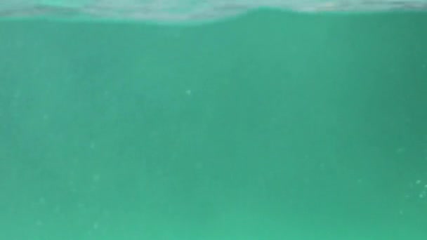 Temiz Suda Hızlı Yüzen Eğlenen Penguenler — Stok video