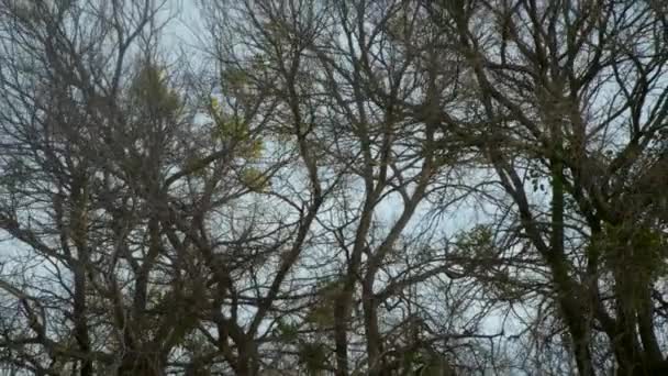 Shot Trees Swaying Wind Camera Zooms Out Reveal More Trees — Vídeo de Stock