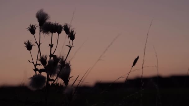 Wilde Distelsilhouette Vor Untergehender Sonne — Stockvideo