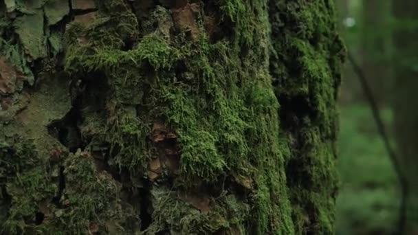 Vancouver British Columbia Ormanı Pasifik Ruh Bölgesi — Stok video