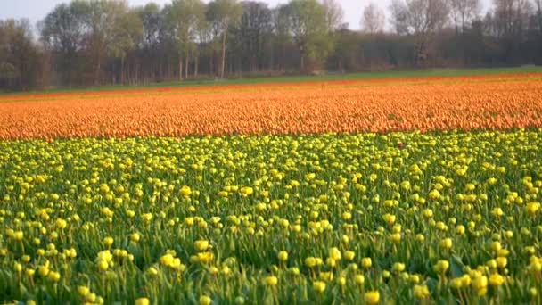 Beautiful Coloured Tulips Bloom Sunrise Shot Nice Slow Slide Right — Stock Video