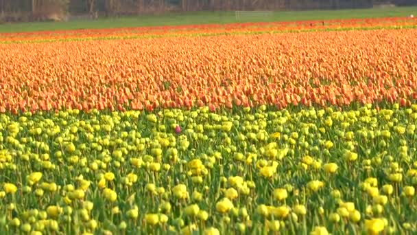 Tulips Bloom Orange Yellow Agricultural Field Slow Right Left Slide — Video Stock