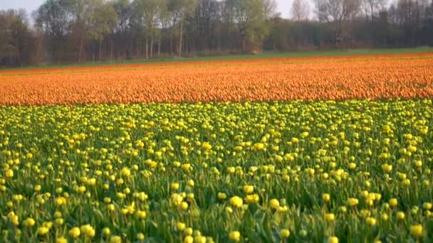 Beautiful Coloured Tulips Bloom Sunrise Shot Nice Slow Slide Left — Stock Video
