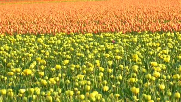 Tulips Bloom Orange Yellow Agricultural Field Slow Left Right Slide — Stok video