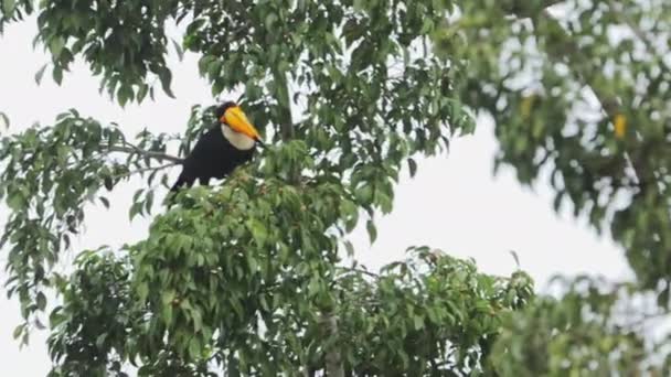 Toucan eating fruits from tree open shot