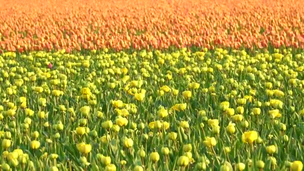 Yellow Tulips Bloom Orange Tulip Background Left Right Slide — Vídeo de Stock