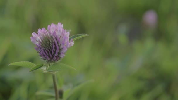 Red Clover Flower Growing Wild Green Background Meadow Close — Stock Video