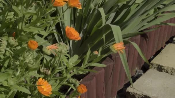 Λαμπερό Πορτοκαλί Λουλούδια Marigold Ξύλινο Καλλιεργητή Περίγραμμα Πλακόστρωτο Μονοπάτι — Αρχείο Βίντεο