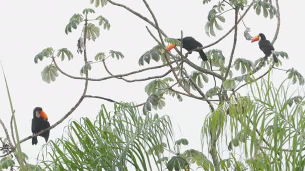 Three toucans resting on cecropia tree (embauba)